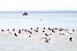 Csak a halakra veszélyesek a Balatonban talált kórokozók Csak a halakra veszélyesek a Balatonban talált kórokozók