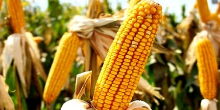A zöldek szerint felgyorsítaná az EU a GMO-engedélyezési rendszert