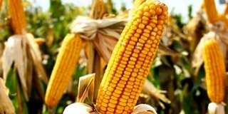 A zöldek szerint felgyorsítaná az EU a GMO-engedélyezési rendszert A zöldek szerint felgyorsítaná az EU a GMO-engedélyezési rendszert
