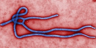 Hazánkat nem veszélyezteti az Ebola-járvány Hazánkat nem veszélyezteti az Ebola-járvány