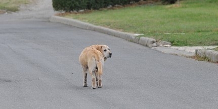 Kevesebb az árva kutyus a Misinánál, sokan keresnek gazdit a neten