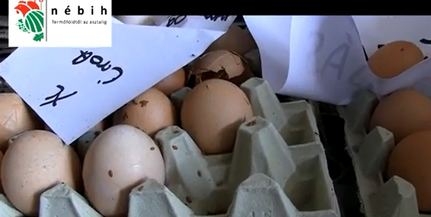 Légylárvák borították a Nébih által lefoglalt majd' 400 ezer tojást