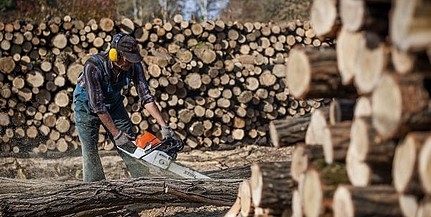Az erdőgazdaságok kedvezményes faárat adnak akcióban
