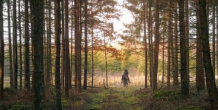 Közel kétmillió hektáros már a magyar erdővagyon Közel kétmillió hektáros már a magyar erdővagyon