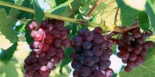 Jó minőségű a villányi cabernet franc szőlőültetvények termése Jó minőségű a villányi cabernet franc szőlőültetvények termése