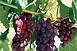 Jó minőségű a villányi cabernet franc szőlőültetvények termése Jó minőségű a villányi cabernet franc szőlőültetvények termése