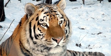 Kínai kutatók figyelik Putyin tigriseit