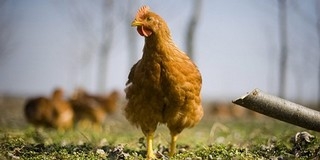 Libát, tyúkot, kacsát kínoztak - ráfáztak az atyafiak Libát, tyúkot, kacsát kínoztak - ráfáztak az atyafiak