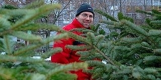Idén nem drágul a fenyőfa, kétmillió is elkelhet karácsonyra Idén nem drágul a fenyőfa, kétmillió is elkelhet karácsonyra