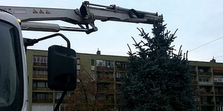 Új ezüstfenyő lett Uránvárosban a Mindenki Karácsonyfája Új ezüstfenyő lett Uránvárosban a Mindenki Karácsonyfája