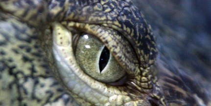 Több gyereket is megevett a világ legidősebb ismert krokodilja