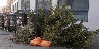 Januárban ismét lesz karácsonyfa-gyűjtő járat Januárban ismét lesz karácsonyfa-gyűjtő járat