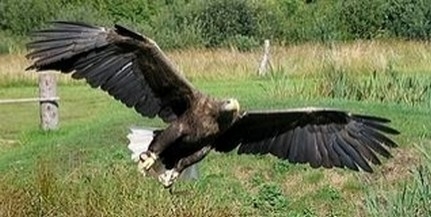 Idén is működik a nemzeti park klubja a Tettyén Idén is működik a nemzeti park klubja a Tettyén