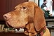 Elengedték Janosch, a vizsla előfizetési díját Koblenzben Elengedték Janosch, a vizsla előfizetési díját Koblenzben