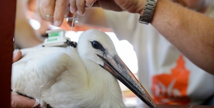 Lefotózták Picurt, a Dél-Afrikában telelő jeladós fehér gólyát