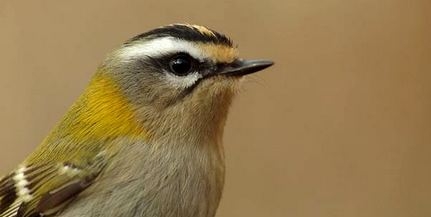 Matuzsálemi korú királykát fogtak a Mecsek-oldalban Matuzsálemi korú királykát fogtak a Mecsek-oldalban