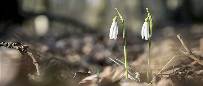 Mindent a szemnek, semmit a kéznek: egy virág, amit tényleg csak nézni szabad