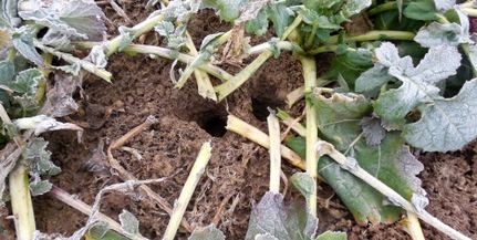 Pocoktúrásokat számol a hatóság Baranyában Pocoktúrásokat számol a hatóság Baranyában