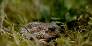 Már szervezik az évi rendes Orfű-környéki békamentést Már szervezik az évi rendes Orfű-környéki békamentést