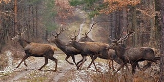 Szarvascsordába rohant az InterCity, késnek a pécsi vonatok