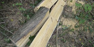 Az erdész buktatta le a fatolvajokat Pécsbányán Az erdész buktatta le a fatolvajokat Pécsbányán