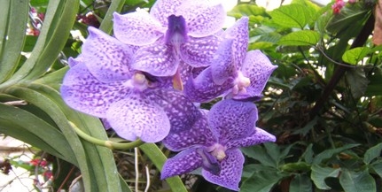 Újabb orchideák virágoznak a PTE botanikus kertjében