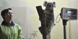 Két új koala is látható a Fővárosi Állat- és Növénykertben Két új koala is látható a Fővárosi Állat- és Növénykertben
