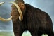Kihalt mamut DNS-ét ültették be elefánt DNS-be