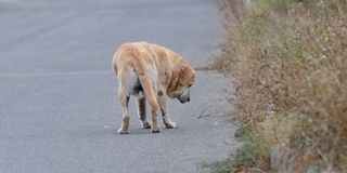 Hagyta éhen veszni a macskáit és a kutyáját a pécsi lakásában, most mehet a bíróságra