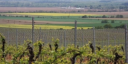 Már lehet nevezni a Pécset is érintő Nemzeti Bor Maratonra - világrekord lehet Már lehet nevezni a Pécset is érintő Nemzeti Bor Maratonra - világrekord lehet