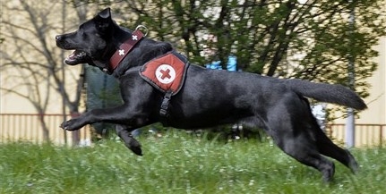 A világ legjobb mentőkutyái közé választották Drazsét A világ legjobb mentőkutyái közé választották Drazsét