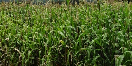 GMO-val szennyezett kukorica vetőmagot talált a Nébih GMO-val szennyezett kukorica vetőmagot talált a Nébih