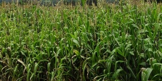 GMO-val szennyezett kukorica vetőmagot talált a Nébih GMO-val szennyezett kukorica vetőmagot talált a Nébih