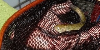 Pisztrángokat telepítettek a Pécsi-tóba - indul a verseny a horgászok és a csukák között