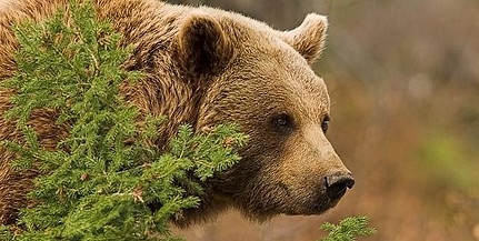 Medve sebesített meg egy nőt Székelyföldön