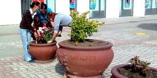 Idén újra Mohács lehet a régió legvirágosabb városa Idén újra Mohács lehet a régió legvirágosabb városa