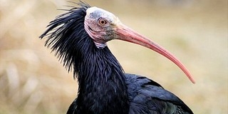 Ezer dollárt kaphat, aki megtalálja Zénobiát, a fővarjat