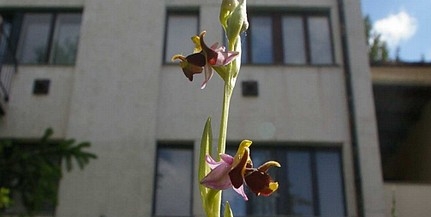 Fokozottan védett orchidea-faj a pécsi házak között