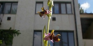 Fokozottan védett orchidea-faj a pécsi házak között Fokozottan védett orchidea-faj a pécsi házak között