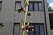 Fokozottan védett orchidea-faj a pécsi házak között Fokozottan védett orchidea-faj a pécsi házak között