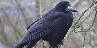 Tiszta Hitchcock: emberekre támadnak a varjak Ljubljanában Tiszta Hitchcock: emberekre támadnak a varjak Ljubljanában