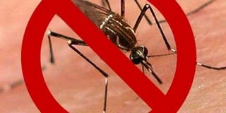 Ha nem fog esni, péntektől négy napon át légicsapásokat mérnek a pécsi szúnyogokra Ha nem fog esni, péntektől négy napon át légicsapásokat mérnek a pécsi szúnyogokra