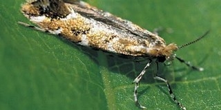 Indul a pécsi rózsaágyak és vadgesztenyefák permetezése Indul a pécsi rózsaágyak és vadgesztenyefák permetezése