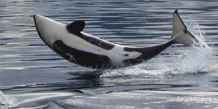 Az Antarktisz és Új-Zéland között ingázhatnak az orkák