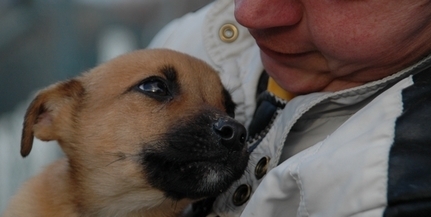 Külföldre is visznek Mohácson befogott kóbor kutyákat