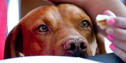 Kutyája elvesztése után az éjszakai állatorvosi ügyeletért lép fel egy pécsi állatbarát