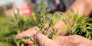 Több tízezren szenvedhetnek idén is Pécsett a parlagfű miatt - még nem késő tenni ellene Több tízezren szenvedhetnek idén is Pécsett a parlagfű miatt - még nem késő tenni ellene