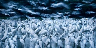 Big Picture: a Duna-Dráva Nemzeti Parkban készült a nagydíjas természetfotó