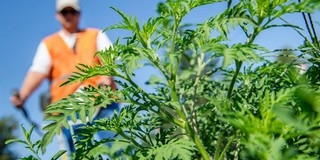 Az ÁNTSZ a parlagfűszezon közeledésére figyelmeztet