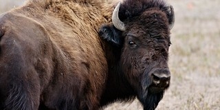 Ismét bölény támadt turistára a Yellowstone Nemzeti Parkban Ismét bölény támadt turistára a Yellowstone Nemzeti Parkban